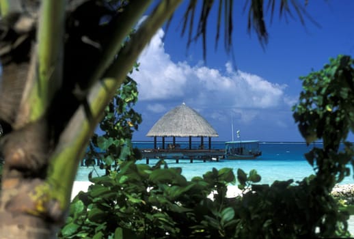 .The dream beach with palm trees and white sand on the island of Velavaru in the Southmale Atoll on the islands of the Maldives in the Indian Ocean.
