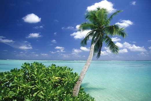 .The dream beach with palm trees and white sand on the island of Velavaru in the Southmale Atoll on the islands of the Maldives in the Indian Ocean.