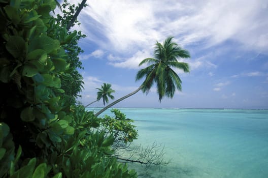 .The dream beach with palm trees and white sand on the island of Velavaru in the Southmale Atoll on the islands of the Maldives in the Indian Ocean.