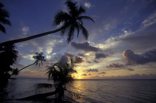 .The dream beach with palm trees and white sand on the island of Velavaru in the Southmale Atoll on the islands of the Maldives in the Indian Ocean.