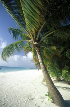 .The dream beach with palm trees and white sand on the island of Velavaru in the Southmale Atoll on the islands of the Maldives in the Indian Ocean.