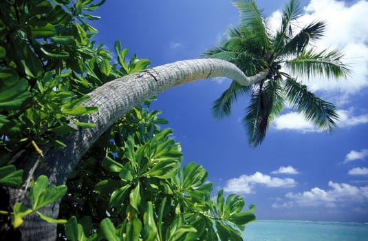 .The dream beach with palm trees and white sand on the island of Velavaru in the Southmale Atoll on the islands of the Maldives in the Indian Ocean.