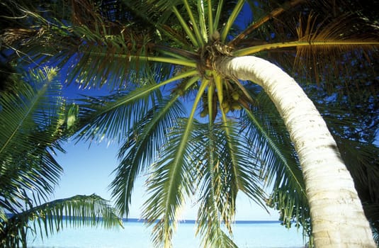 .The dream beach with palm trees and white sand on the island of Velavaru in the Southmale Atoll on the islands of the Maldives in the Indian Ocean.