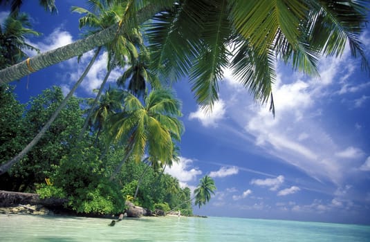 .The dream beach with palm trees and white sand on the island of Velavaru in the Southmale Atoll on the islands of the Maldives in the Indian Ocean.