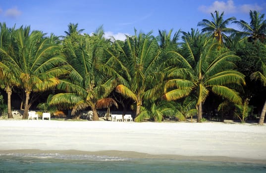 .The dream beach with palm trees and white sand on the island of Velavaru in the Southmale Atoll on the islands of the Maldives in the Indian Ocean.