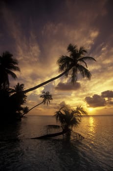 .The dream beach with palm trees and white sand on the island of Velavaru in the Southmale Atoll on the islands of the Maldives in the Indian Ocean.
