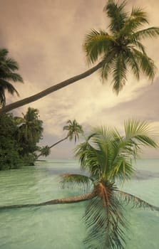 .The dream beach with palm trees and white sand on the island of Velavaru in the Southmale Atoll on the islands of the Maldives in the Indian Ocean.