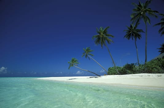 .The dream beach with palm trees and white sand on the island of Velavaru in the Southmale Atoll on the islands of the Maldives in the Indian Ocean.