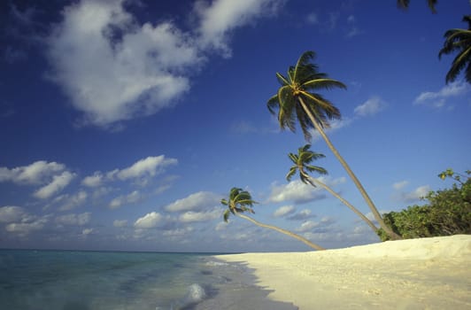 .The dream beach with palm trees and white sand on the island of Velavaru in the Southmale Atoll on the islands of the Maldives in the Indian Ocean.