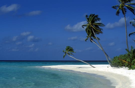 .The dream beach with palm trees and white sand on the island of Velavaru in the Southmale Atoll on the islands of the Maldives in the Indian Ocean.