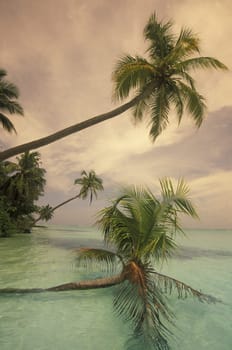.The dream beach with palm trees and white sand on the island of Velavaru in the Southmale Atoll on the islands of the Maldives in the Indian Ocean.