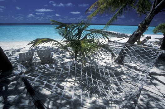 .The dream beach with palm trees and white sand on the island of Velavaru in the Southmale Atoll on the islands of the Maldives in the Indian Ocean.