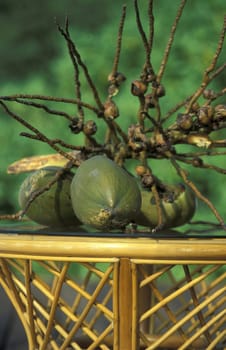 Coconut nuesse on one of the islands of the Maldives in the Indian Ocean.