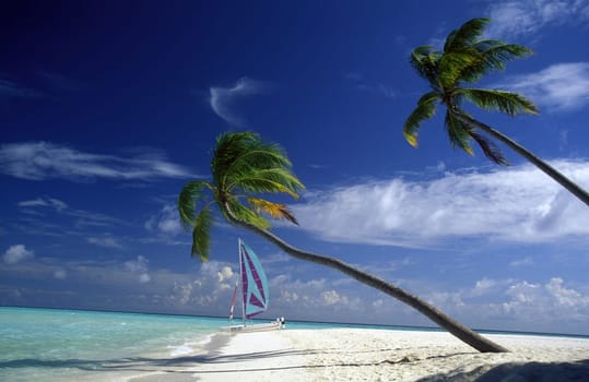 .The dream beach with palm trees and white sand on the island of Velavaru in the Southmale Atoll on the islands of the Maldives in the Indian Ocean.