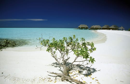 .Die Bungalows der Resort und Insel Vakarufalhi im Ari Atoll auf den Inseln der Malediven im Indischen Ozean.