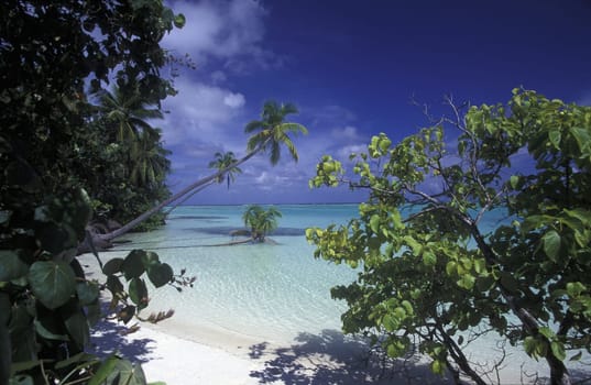 .The dream beach with palm trees and white sand on the island of Velavaru in the Southmale Atoll on the islands of the Maldives in the Indian Ocean.