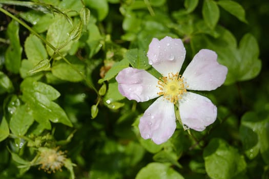 Flowering of a hedge rose in spring