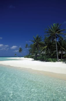 .The dream beach with palm trees and white sand on the island of Velavaru in the Southmale Atoll on the islands of the Maldives in the Indian Ocean.
