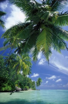 Palm trees on the beach of Meeru Island in Northmale Atoll on the islands of the Maldives in the Indian Ocean.