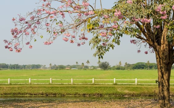 Pink trumpet blossom in front of green field