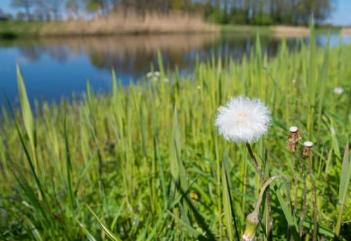 single overblown dandelion along a canal