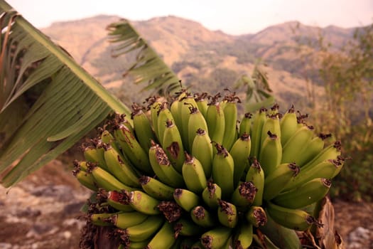 Bananas in the countryside near the mountain village of Maubisse south of Dili in East Timor on the two separate island of Timor in Asia.
