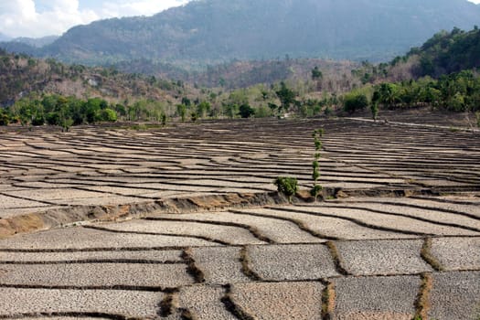 Dry rice fields near Loihuno in Zental East Timor on the two separate island of Timor in Asia.