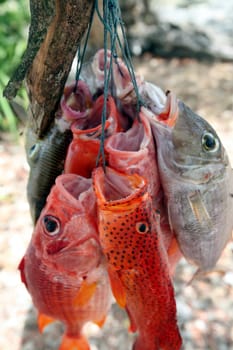 Fische am Strand von Tutuala idem oestlichsten Punkt an der Timorsee in Ost Timor auf der in zwei getrennten Insel Timor in Asien.