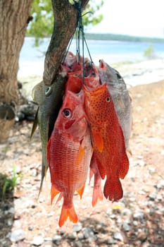 Asia,South East Asia,East Timor,Timor-Leste,Timor,East Coast,Tutuala,Island. Jaco Island,Beach,Fish, Fresh fish on the beach on Jaco Island in eastern East Timor in South East Asia.       (Urs Flueeler)
