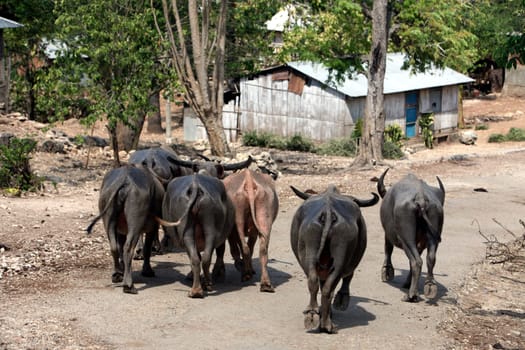 Bueffel on the main road at Com on the north coast of East Timor on the two separate island of Timor in Asia.
