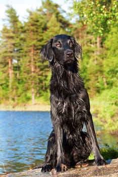 A Black Wet Dog Sitting in the Sun After a Bath in the Lake