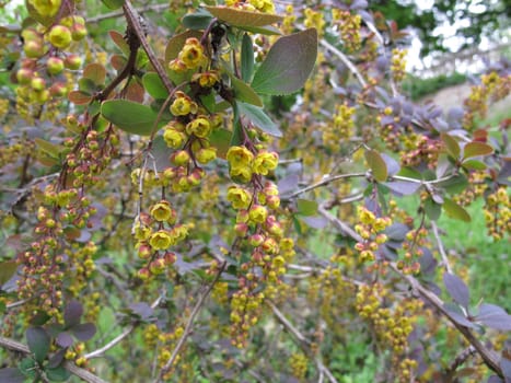 Flowering Barberry,Berberis vulgaris