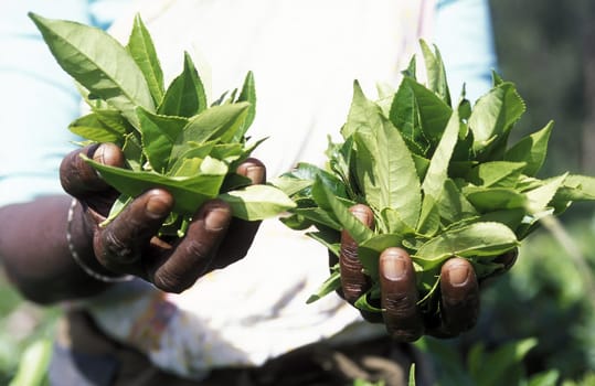 A woman teeping in a tea plantation in the mountains near Nuwara Eliya on Sri Lanka island in the Indian Ocean.