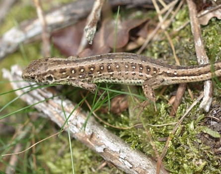 Fence lizard