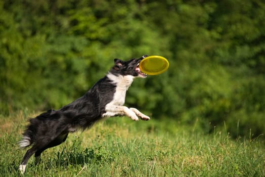 Border collie dog catching the frisbee on the green meadow