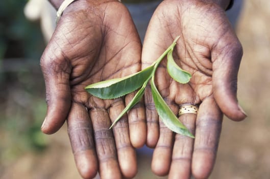 Asia,Indian Ocean,Sri Lanka,. A Tamil woman ploughing teablaettes in the tea growing area of Nuwara Eliya in Central Gebierge of Sri Lanka. (URS FLUEELER).......