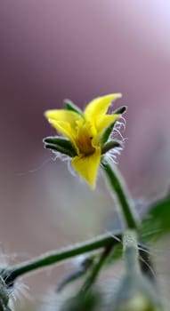 Cherry tomato blossom presents itself