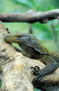 A Varan at a Singapore zoo in South East Asia.