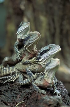 Gruene dragon lizards in an animal park of Singapore in South East Asia.