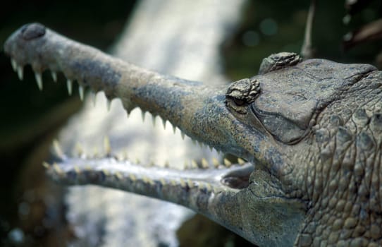 A crocodile at a Singapore zoo in South East Asia.