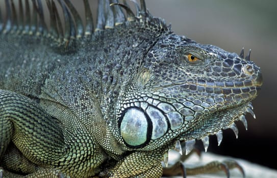 Gruene dragon lizards in an animal park of Singapore in South East Asia.