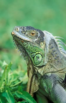 Gruene dragon lizards in an animal park of Singapore in South East Asia.