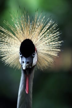 Asia,South East,Singapore,Island,State,City,City,Jurong,Birdpark,Park,Museum,Outdoor,Bird,Crane,Hair,Feather,Grey Crowned Crane