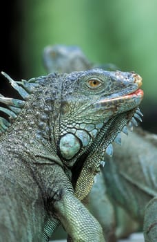 Gruene dragon lizards in an animal park of Singapore in South East Asia.
