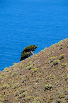 Gnarled Juniper Tree Shaped By The Wind at El Sabinar, Island of El Hierro