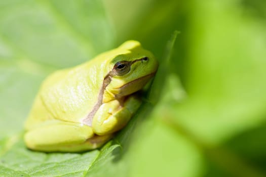 European tree frog - Hyla arborea sunbathing - Macro image