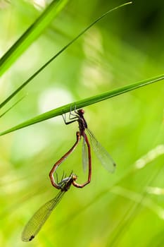 Early adonis libelles in mating - macro recording