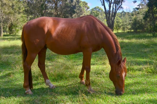 suny grazing