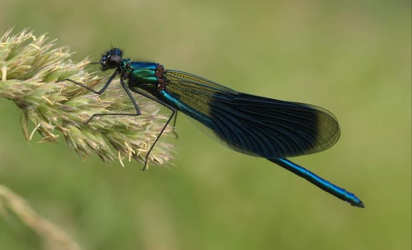 banded magnificent dragonfly - males