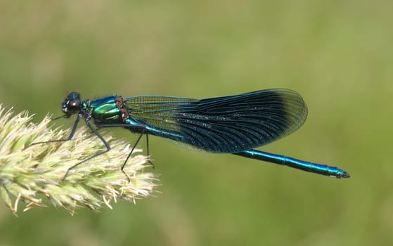 banded magnificent dragonfly - males